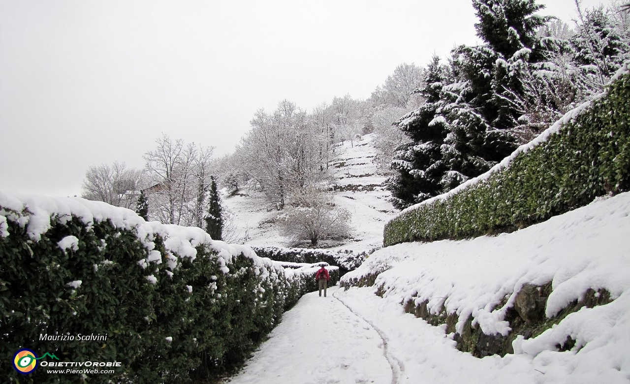 08 Tra se alte siepi di Montealbano....JPG